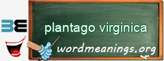 WordMeaning blackboard for plantago virginica
